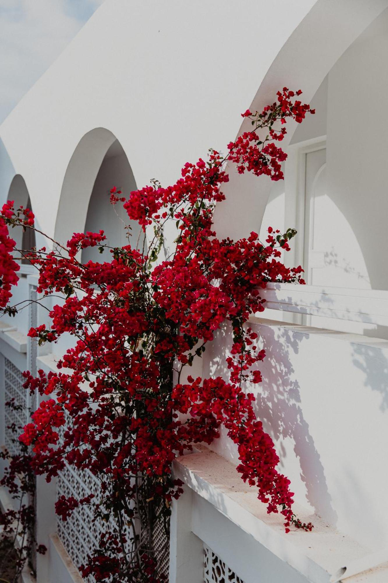 Hotel Bougainvillier Djerba Taguermess Eksteriør bilde